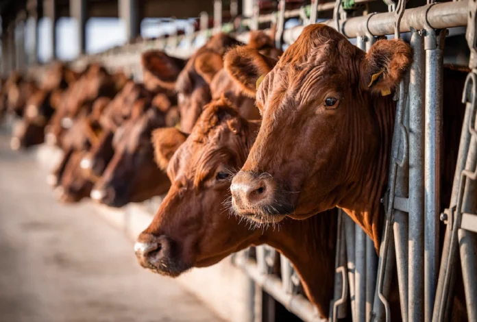 Sonora se mantiene libre de gusano barrenador pese a brotes en 16 estados