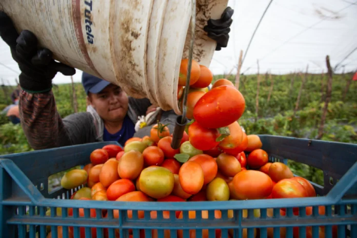 Precio del jitomate en México aumenta hasta tres veces del campo al consumidor