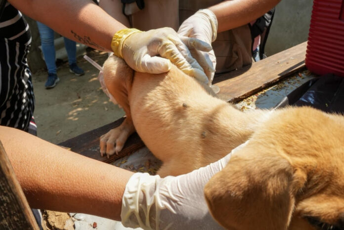 Personal de Salud Sonora realiza acciones preventivas contra la rickettsia en viviendas y mascotas Personal de Salud Sonora realiza acciones preventivas contra la rickettsia en viviendas y mascotas