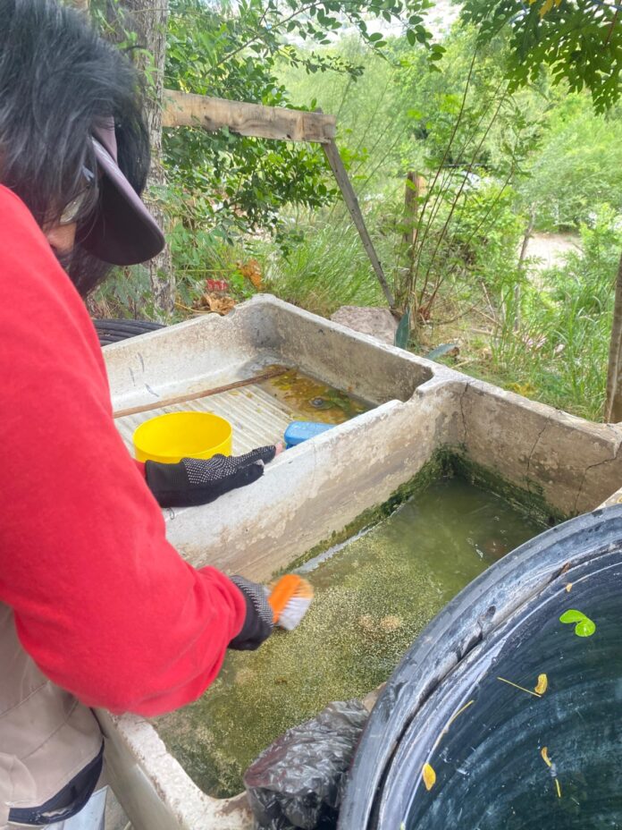 Personal de Salud Sonora promueve la eliminación de criaderos para prevenir el dengue