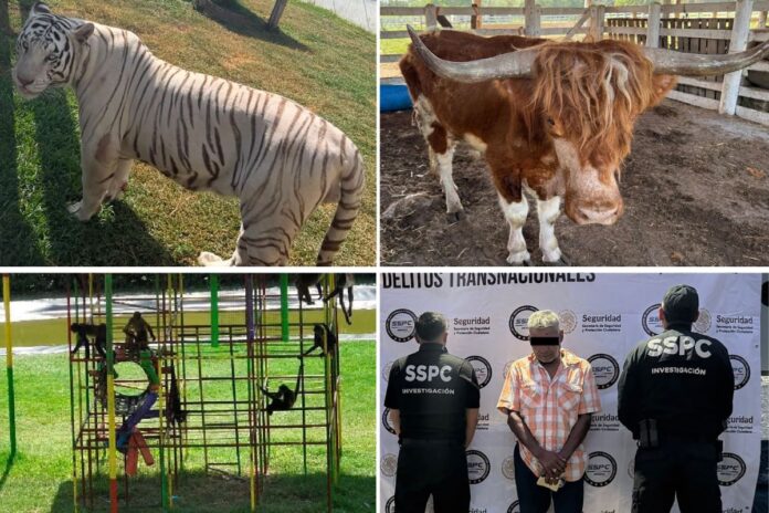 Tigres y otros animales exóticos asegurados en rancho durante operativo contra huachicol en Tamaulipas