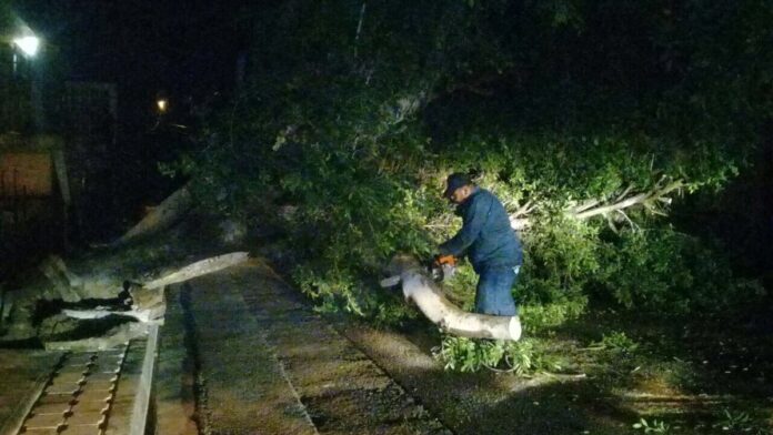 Tormentas dejan árboles y postes caídos en Sonora Tormentas dejan árboles y postes caídos en Sonora