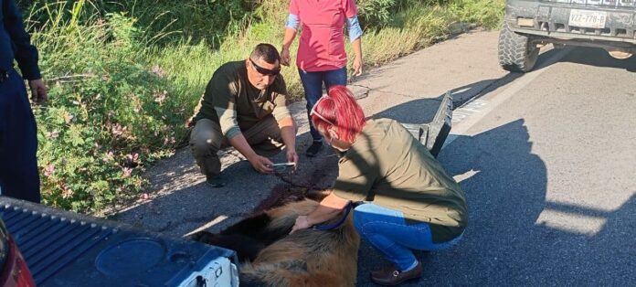 Osita atropellada en carretera Ímuris Cananea recibe atención de autoridades