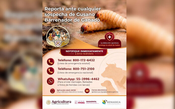Sonora refuerza vigilancia sanitaria y pide reportar sospechas de gusano barrenador del ganado
