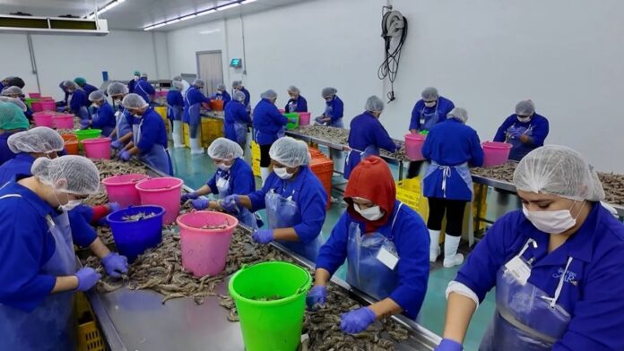 Productores de Sonora denuncian impacto del huachicamarón y camarón ecuatoriano Productores de Sonora denuncian impacto del huachicamarón y camarón ecuatoriano