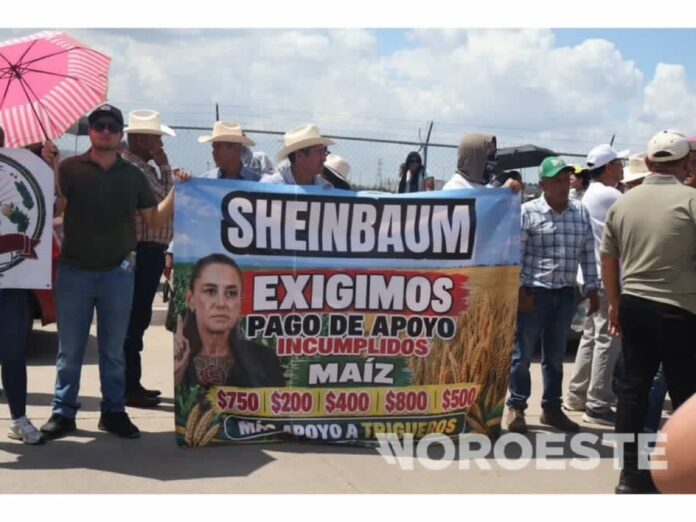 Productores de maíz protestan durante visita de Claudia Sheinbaum en Culiacán Productores de maíz protestan durante visita de Claudia Sheinbaum en Culiacán