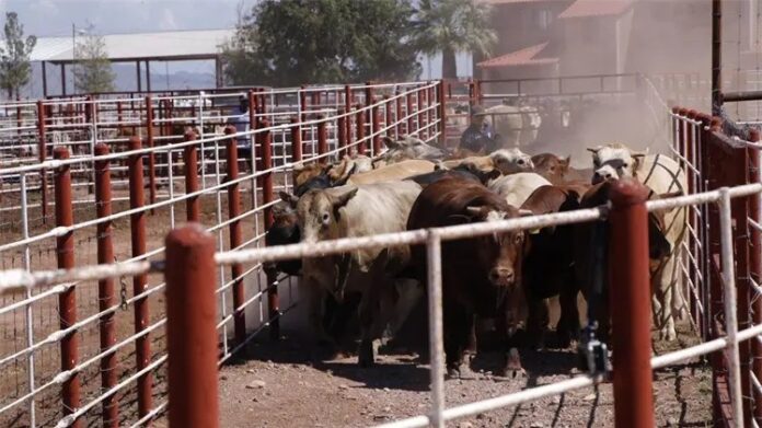 Gusano barrenador del ganado en Sonora registra 30 casos