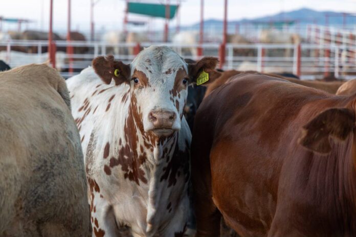 Ganado bovino destinado a exportación en Sonora, en el contexto de la ampliación de la capacidad de cruce hacia Estados Unidos. Ganado bovino destinado a exportación en Sonora, en el contexto de la ampliación de la capacidad de cruce hacia Estados Unidos.